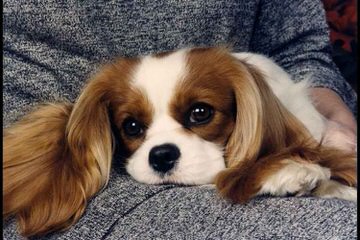 Akc Cavalier Puppies In Washington - Dog and Puppy Pictures