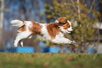 Virginia Cavalier Puppy - Dog and Puppy Pictures