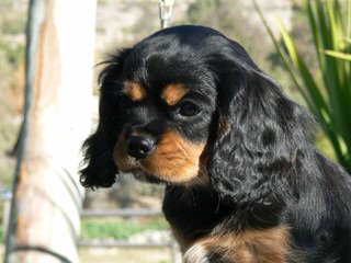 Want To Breed Cavalier Spaniel - Dog Breeders