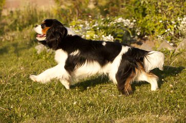 Countryside Cavaliers - Dog Breeders