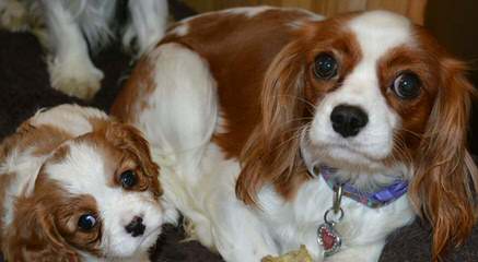 Royal Flush Cavaliers - Dog Breeders