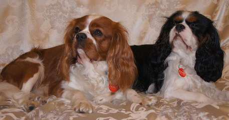 Cavalier King Charles Spaniel Puppies For Sale - Dog Breeders