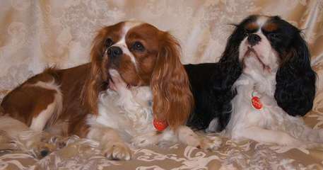 Myrna’s Royal Cavalier King Charles Spaniels - Dog Breeders