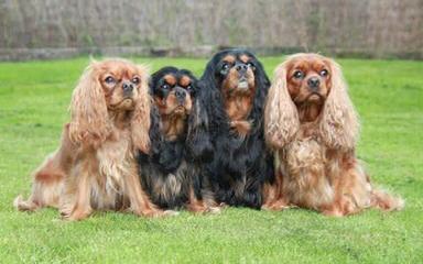 Rock Cliff Cavaliers 4 Colors - Dog Breeders