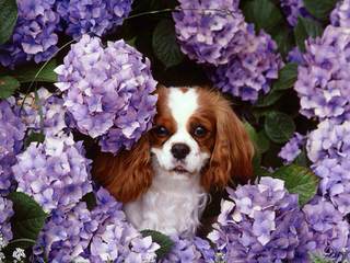 Cuddle Pets Cavaliers - Dog Breeders