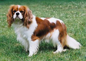 Want To Breed Cavalier Spaniel - Dog Breeders