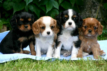 Athercroft Cavaliers & Flat-Coats - Dog and Puppy Pictures