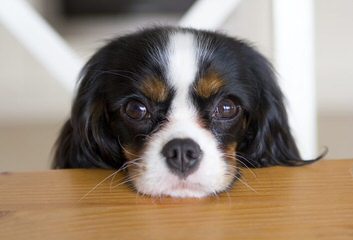 Royal Flush Cavaliers - Dog and Puppy Pictures