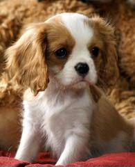 Cuddle Pets Cavaliers - Dog and Puppy Pictures