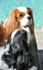 Myrna’s Royal Cavalier King Charles Spaniels - Dog and Puppy Pictures