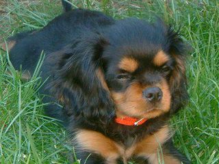 King Charles Cavaliers - Dog Breeders