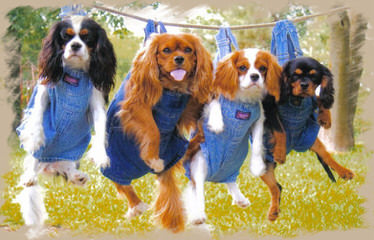 Cavalier King Charles Puppies - Dog and Puppy Pictures