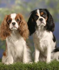 St Jon Cavaliers - Dog and Puppy Pictures