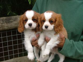 Rock Cliff Cavaliers 4 Colors - Dog and Puppy Pictures