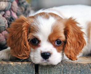 Monticello Cavalier King Charles Spaniels - Dog Breeders