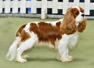 Myrna’s Royal Cavalier King Charles Spaniels - Dog Breeders