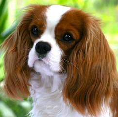 Myrna’s Royal Cavalier King Charles Spaniels - Dog Breeders