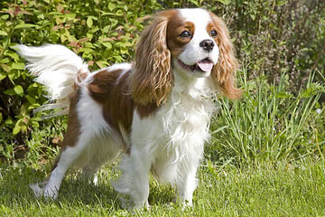 Woodland Cavaliers - Dog Breeders