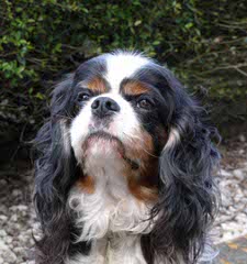 King Charles Cavaliers - Dog and Puppy Pictures