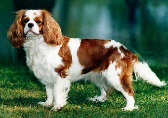 Majesty Cavaliers - Dog and Puppy Pictures