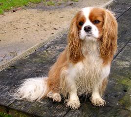 Essex Retrievers And Cavaliers - Dog and Puppy Pictures