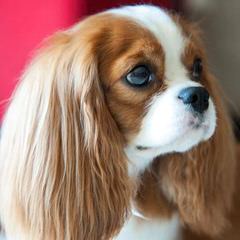 Cavalier King Charles Spaniels - Dog Breeders