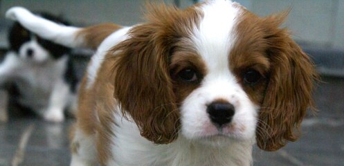 Virginia Cavalier Puppy - Dog and Puppy Pictures