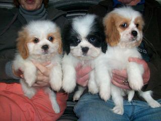 Cavalier Lovers - Dog Breeders