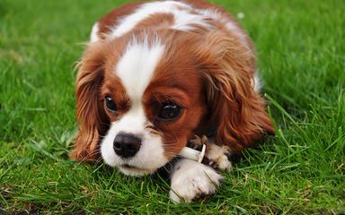 Athercroft Cavaliers & Flat-Coats - Dog Breeders