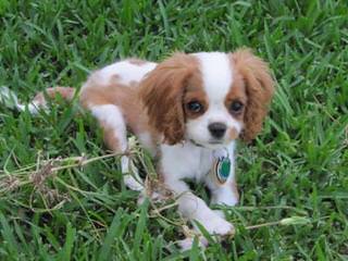 Want To Breed Cavalier Spaniel - Dog Breeders