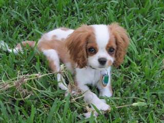 Rich & Famous Cavaliers - Dog and Puppy Pictures