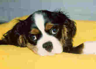 Cuddle Pets Cavaliers - Dog Breeders