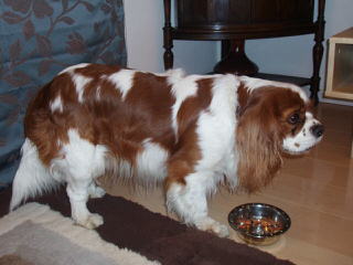 Countryside Cavaliers - Dog Breeders