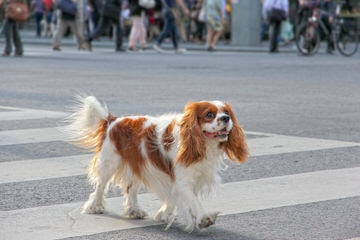 Marino’s Precious Cavaliers - Dog Breeders