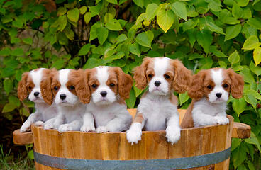 Virginia Cavalier Puppy - Dog Breeders