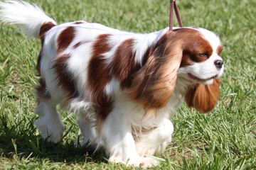 Lilium Cavaliers - Dog Breeders