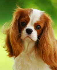 Monticello Cavalier King Charles Spaniels - Dog and Puppy Pictures