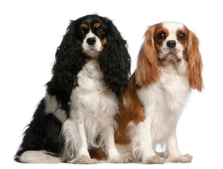 Cavalier King Charles Spaniel 2 Males - Dog and Puppy Pictures