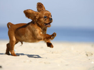 Virginia Cavalier Puppy - Dog Breeders