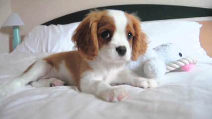 Cavalier King Charles Spaniel 2 Males - Dog Breeders