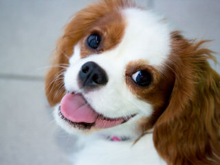 Akc Cavalier Puppies In Washington - Dog Breeders