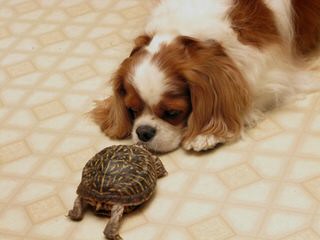 Cavalier King Charles Spaniels - Dog Breeders