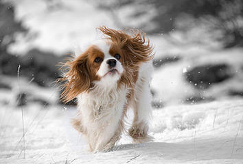 3 Cavalier Males Ready By Christmas - Dog Breeders