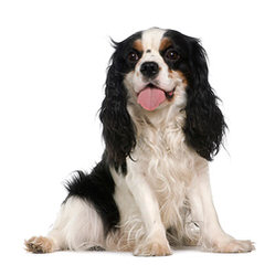 Monticello Cavalier King Charles Spaniels - Dog Breeders