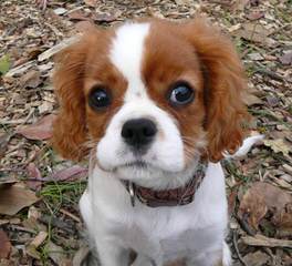 Sutherland House Cavaliers (Akc) - Dog and Puppy Pictures