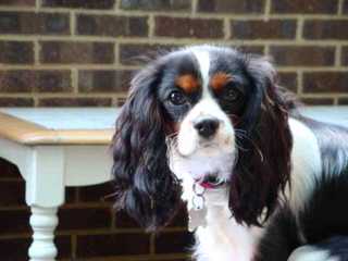 Charming Cavaliers - Dog Breeders