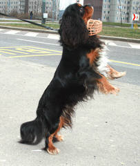 Athercroft Cavaliers & Flat-Coats - Dog and Puppy Pictures