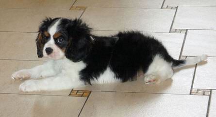 Michigan Akc Cavalier King Charles Spaniel - Dog and Puppy Pictures