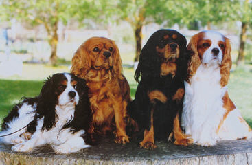 Coronation Cavalier King Charles - Dog and Puppy Pictures