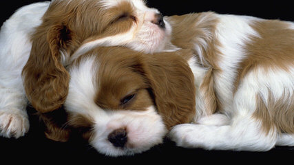 Cuddle Pets Cavaliers - Dog Breeders